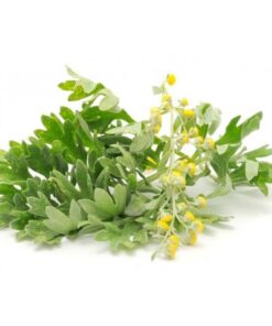 عرق افسنطین- سرزمین سلامتی کاکوتی