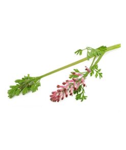 عرق شاتره- سرزمین سلامتی کاکوتی