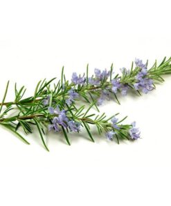عرق رزماری- سرزمین سلامتی کاکوتی