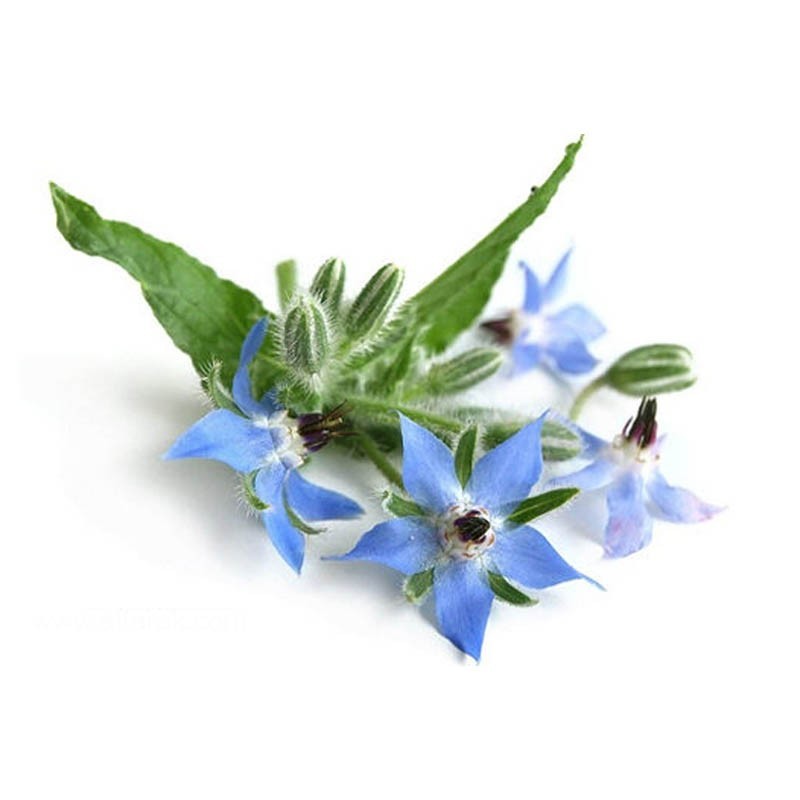 عرق گل گاو زبان- سرزمین سلامتی کاکوتی
