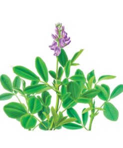 عرق یونجه- سرزمین سلامتی کاکوتی