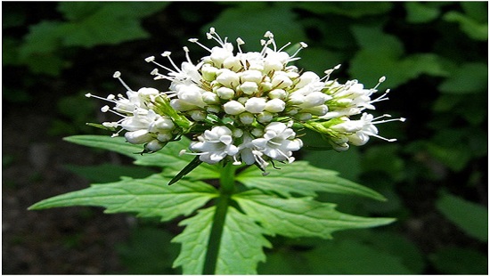 سنبل الطیب